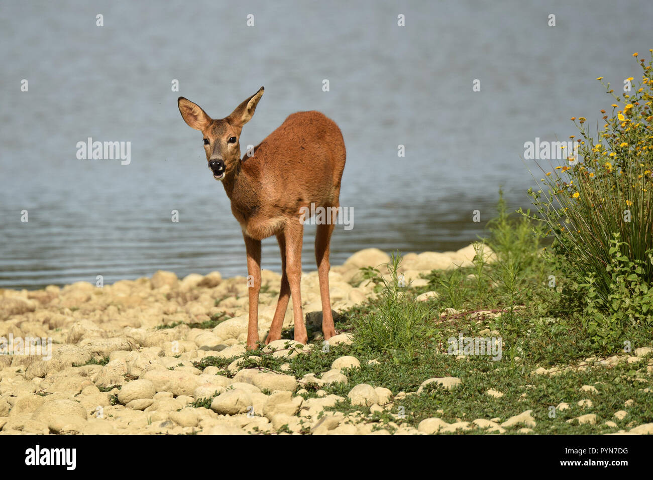 A female roe (capreolus capreolus) walking around in open space in the ''Domaine aux oiseaux'', south western France. Stock Photo