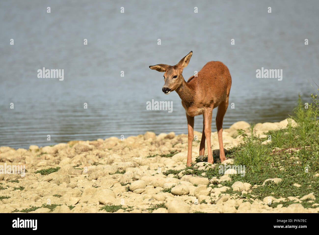 A female roe (capreolus capreolus) walking around in open space in the ''Domaine aux oiseaux'', south western France. Stock Photo