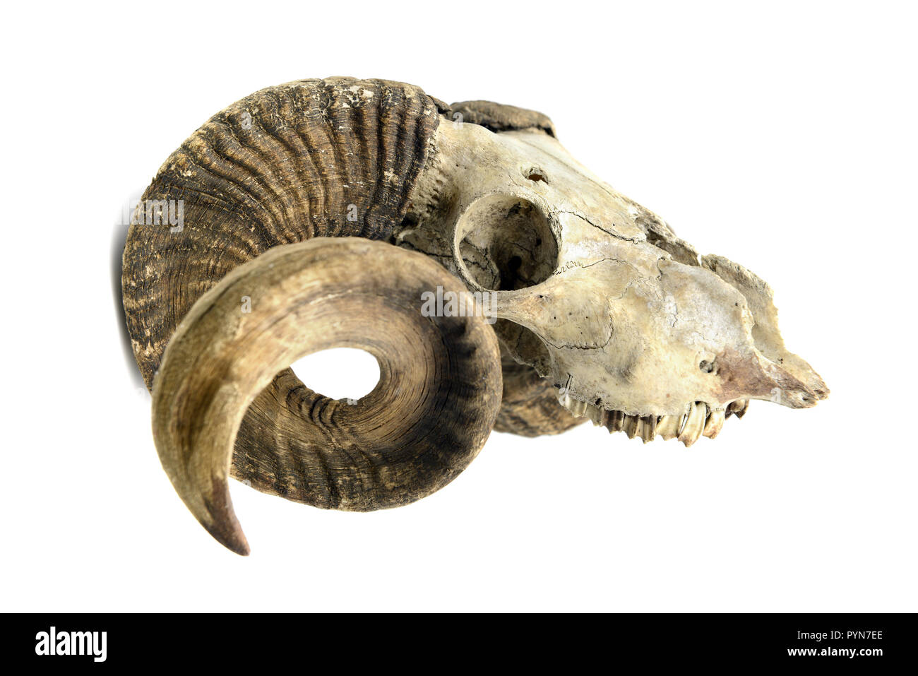 goat skull with horns and teeth on white isolated background Stock Photo -  Alamy