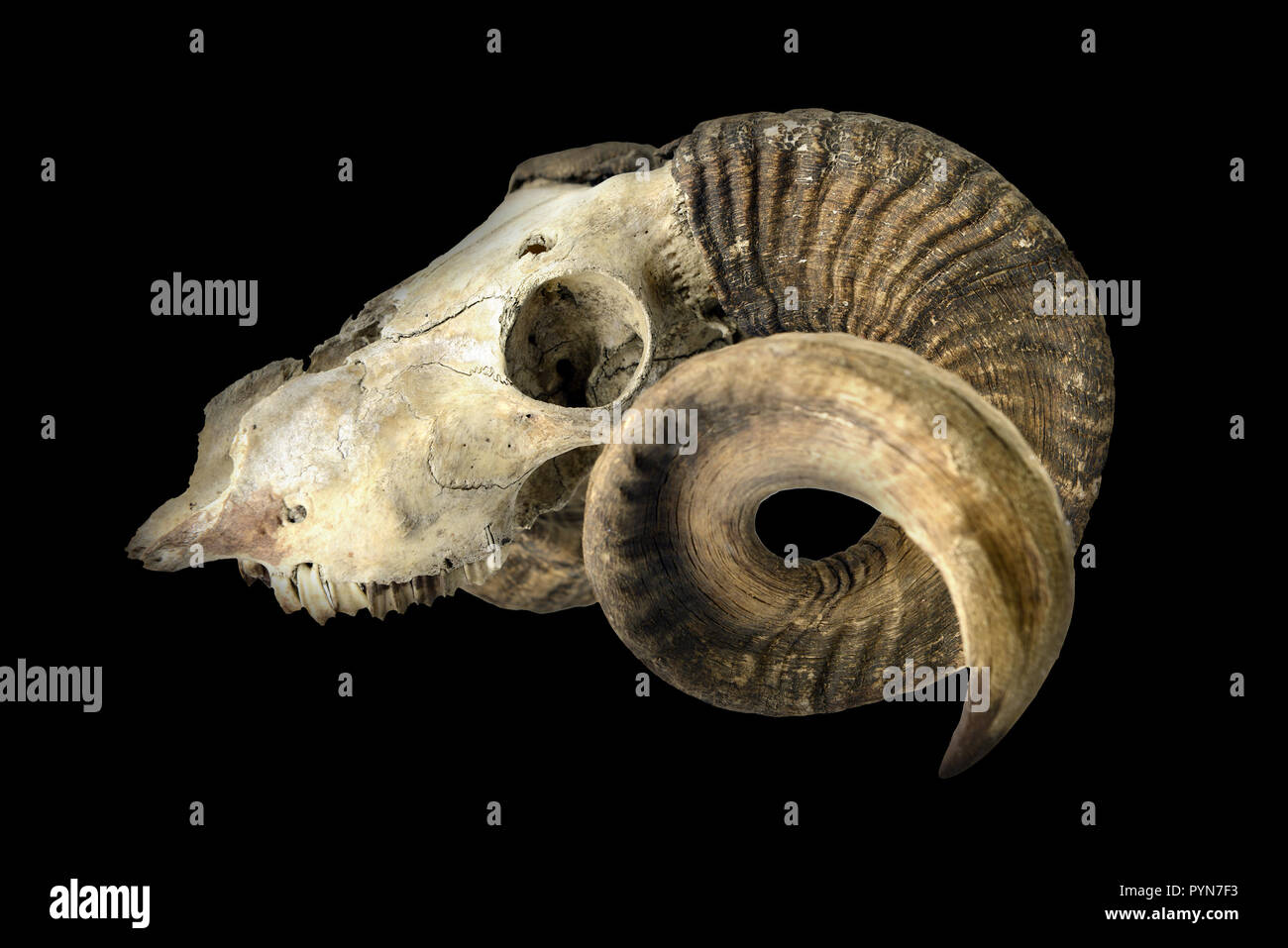 goat skull with horns and teeth on black isolated background Stock Photo -  Alamy