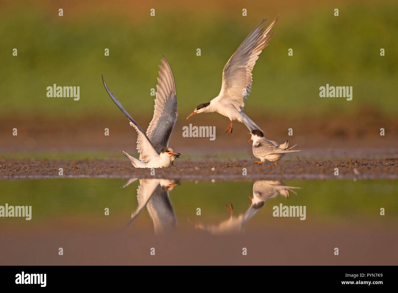 Common tern (Sterna hirundo) Adult feed a young chick. This seabird is found in the sub-arctic regions of Europe, Asia and central North America. It m Stock Photo