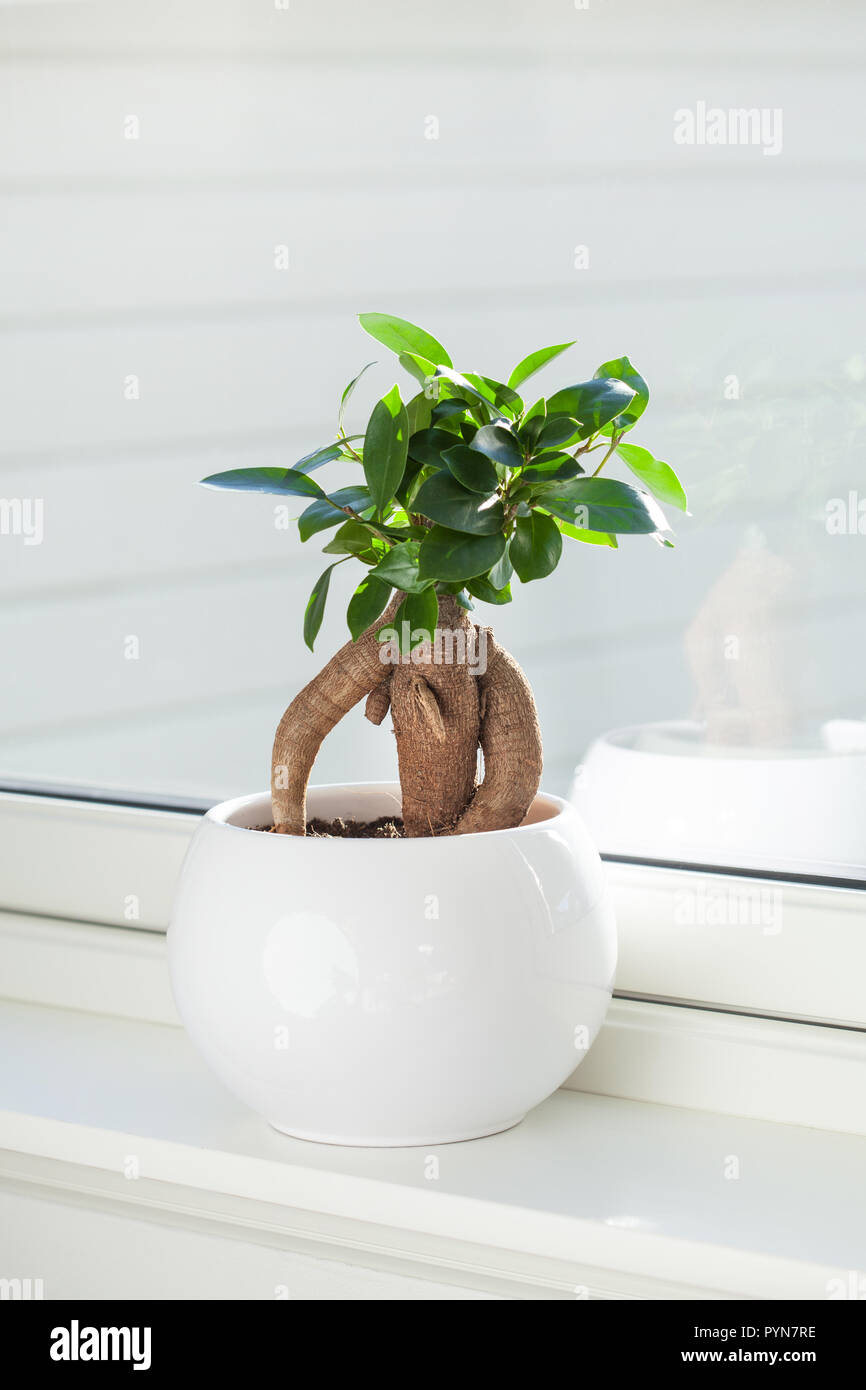 houseplant ficus microcarpa ginseng in white flowerpot Stock Photo