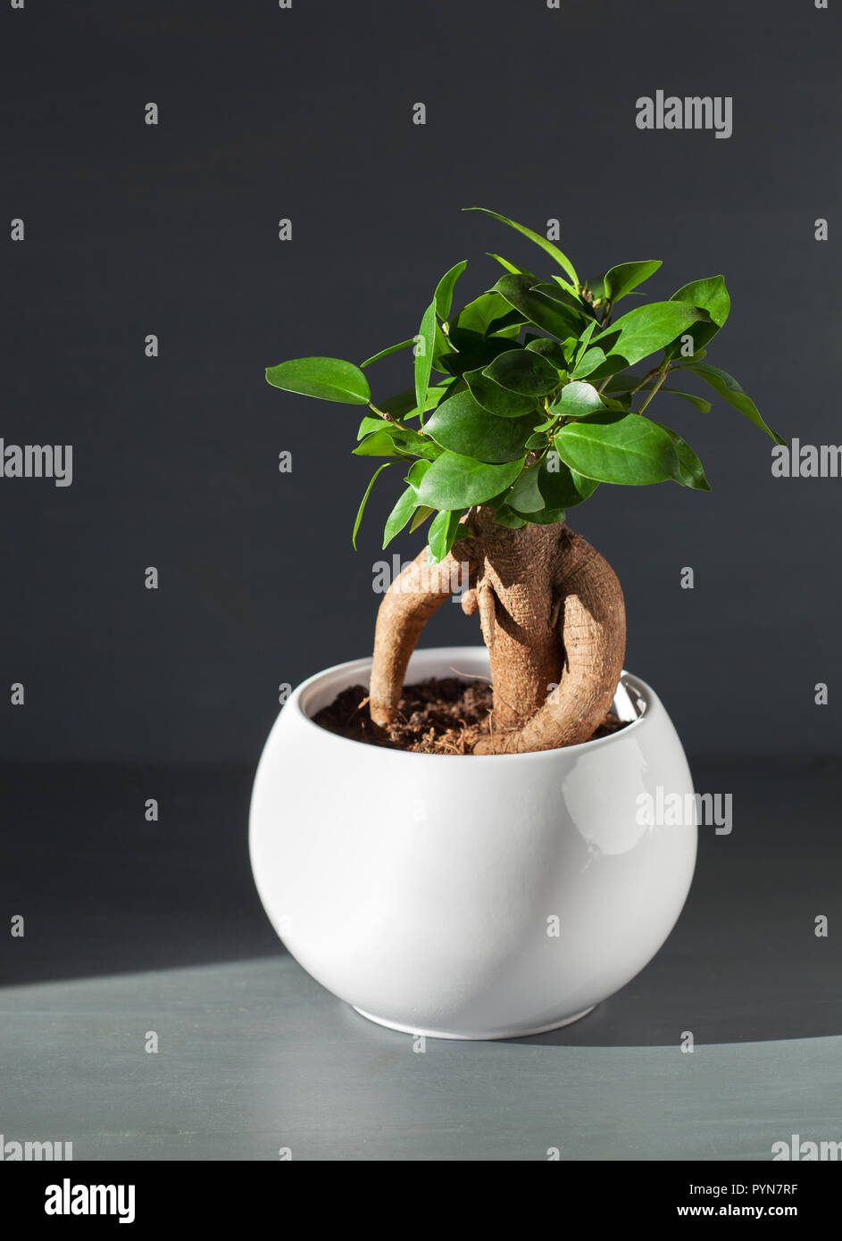 houseplant ficus microcarpa ginseng in white flowerpot Stock Photo