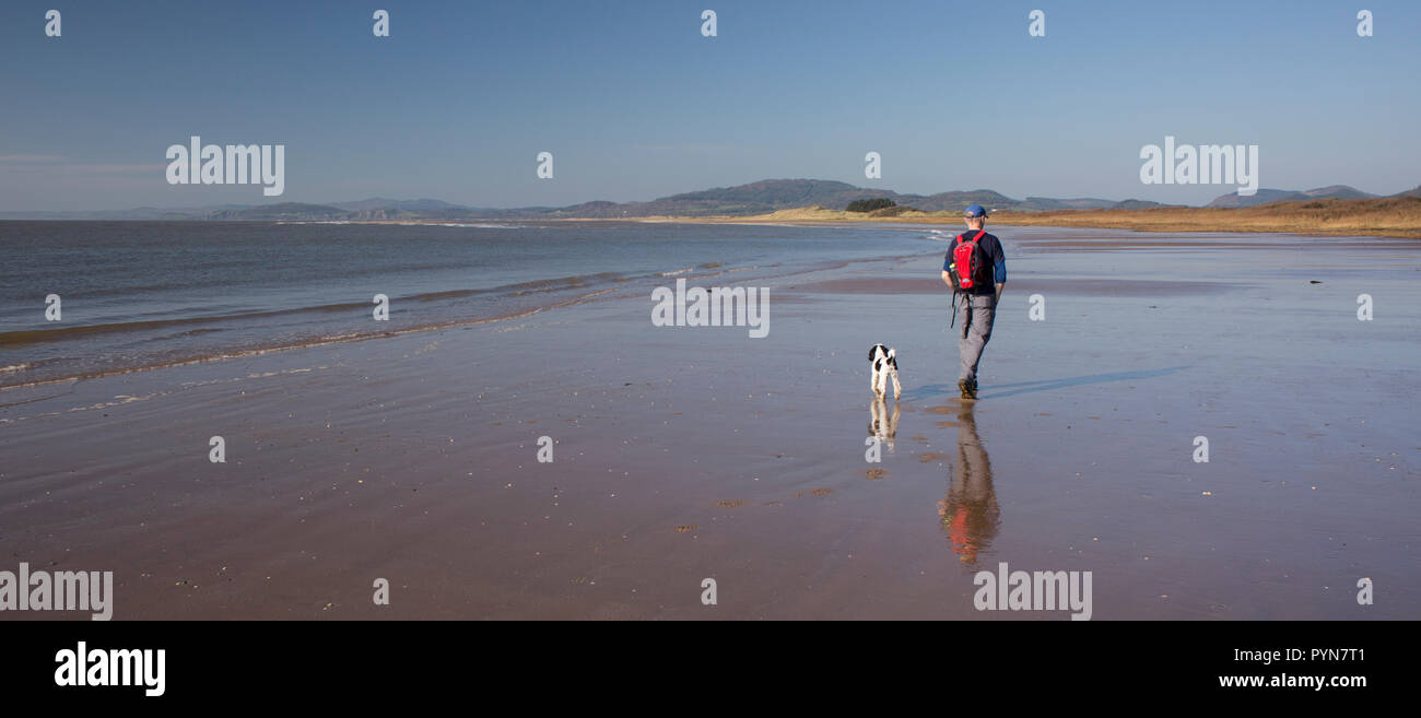 Walker with dog walking the Solway Firth coast heading along to Mersehead Nature Reserve from Southerness, Scotland, UK Stock Photo