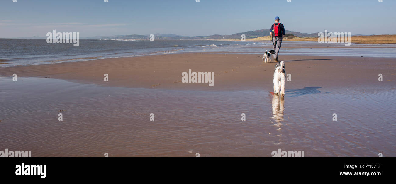 Walker with dog walking the Solway Firth coast heading along to Mersehead Nature Reserve from Southerness, Scotland, UK Stock Photo