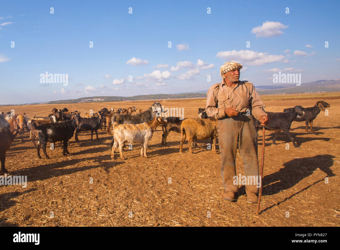 Mature Bedouin shepherd with his herd of sheep. Photographed in the Negev Desert, Israel Stock Photo