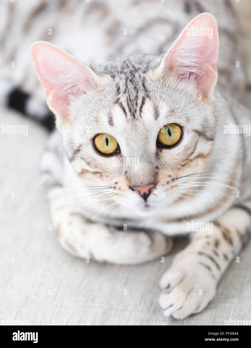 Young male Bengal cat kitten with amazing beautiful mesmerizing amber eyes close up selective focus indoor portrait looking at camera Stock Photo
