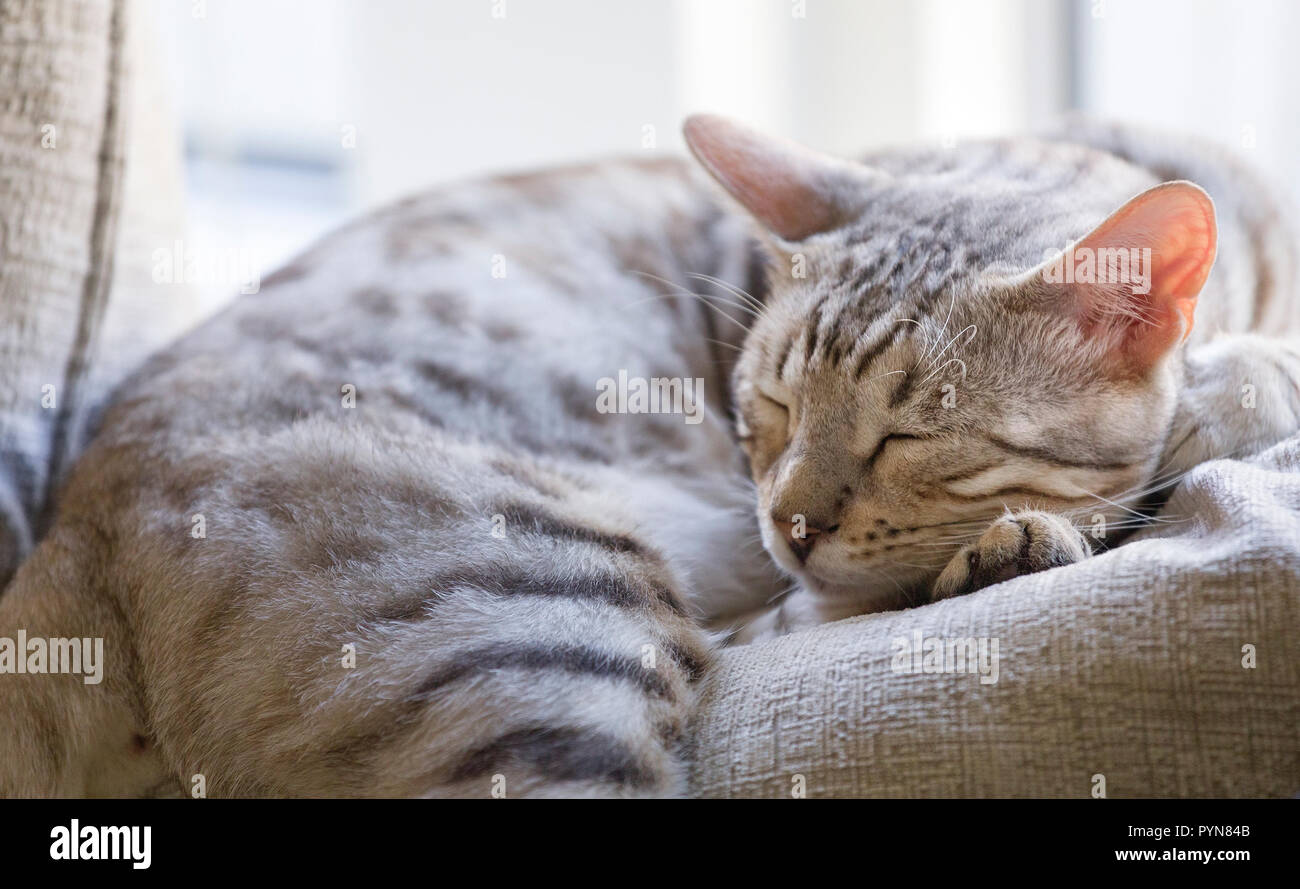 Cute young male silver spotted Bengal cat kitten sleeping peacefully on cushion indoors Stock Photo