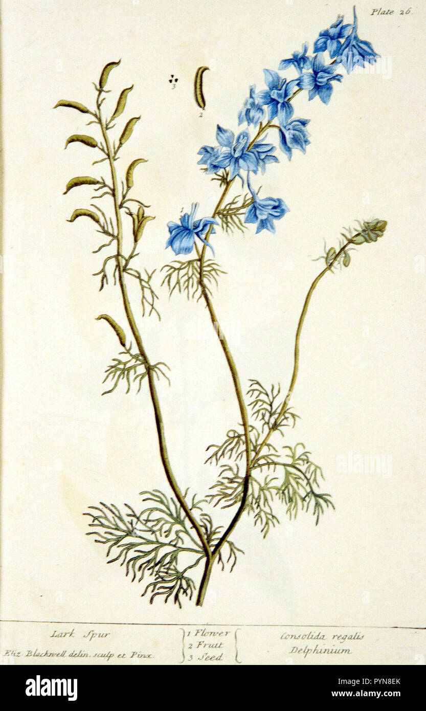 Plate 26 from Elizabeth Blackwell's A curious herbal. Illustration of the flower, fruit, and seed of a larkspur plant Stock Photo