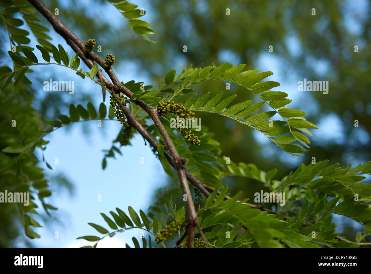 inflorescence of Gleditsia triacanthos tree Stock Photo