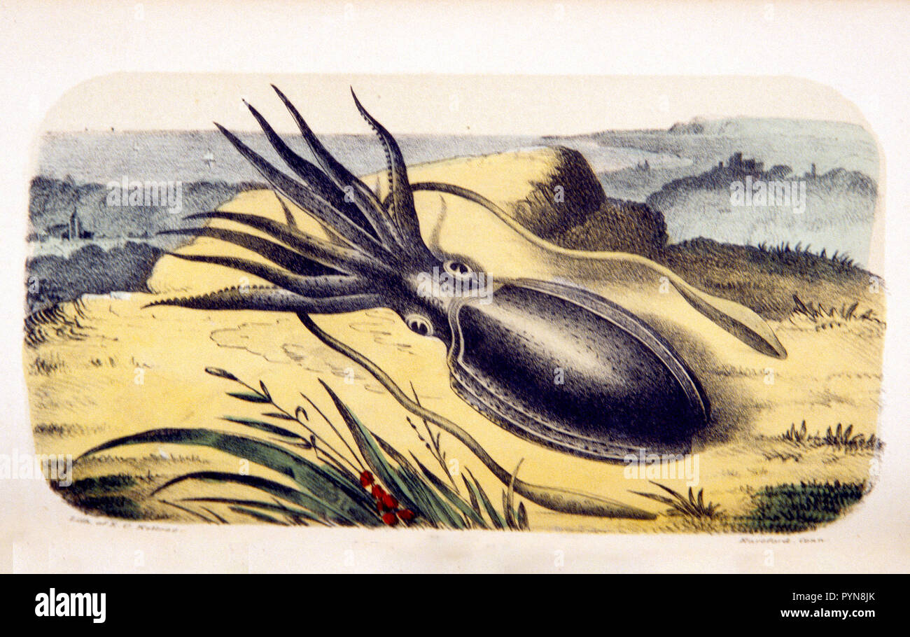Sepia officinalis: Cuttle fish ca. 1853 Stock Photo