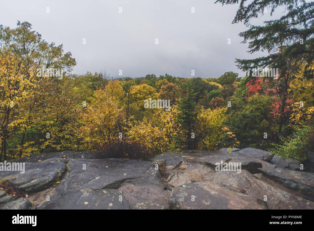 Wooded area in ohio Stock Photo Alamy