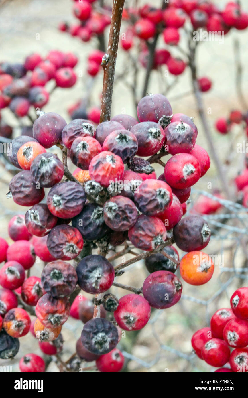 Whitebeam, Sorbus danubialis, red berries Stock Photo