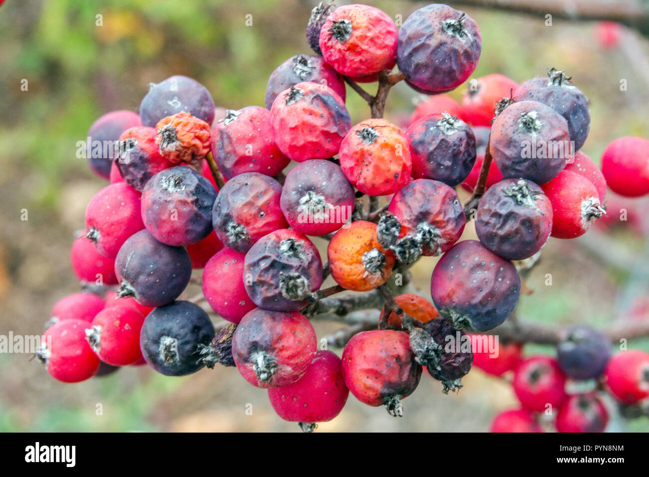 Danube rowan, Whitebeam, Sorbus danubialis, red autumn fruits Stock Photo