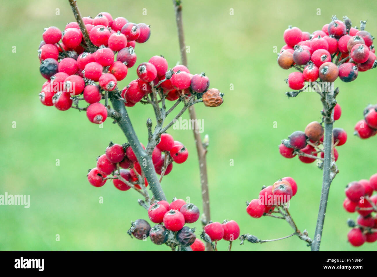 Whitebeam, Sorbus danubialis, red berries Stock Photo