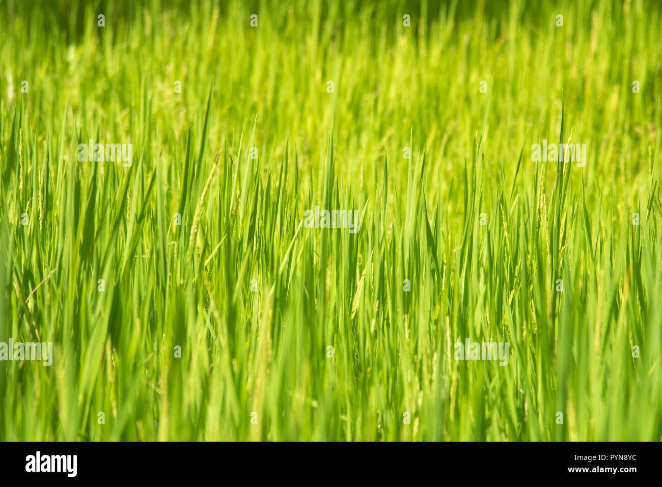 The field of rice Stock Photo - Alamy