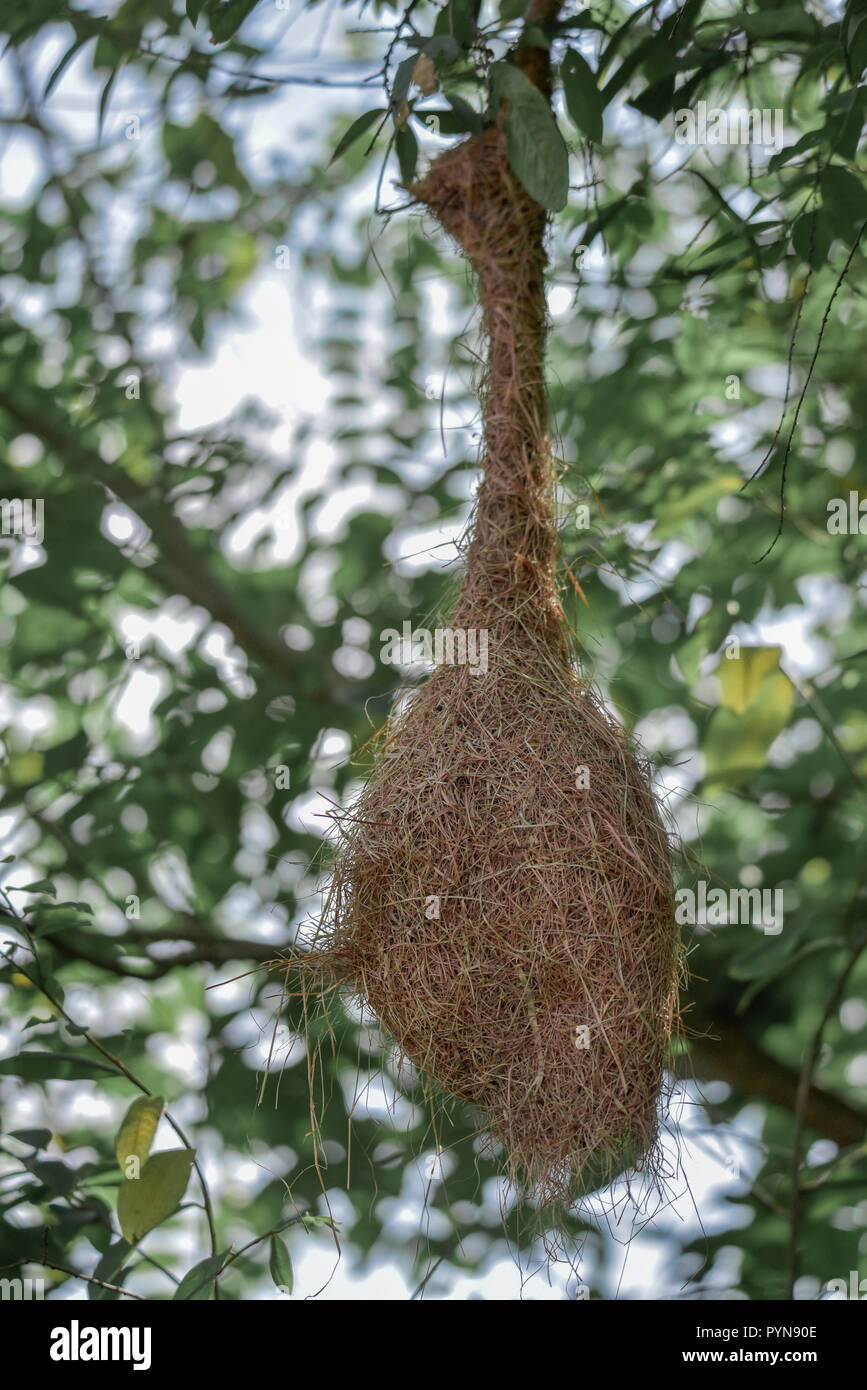 Hanging bird nest deals