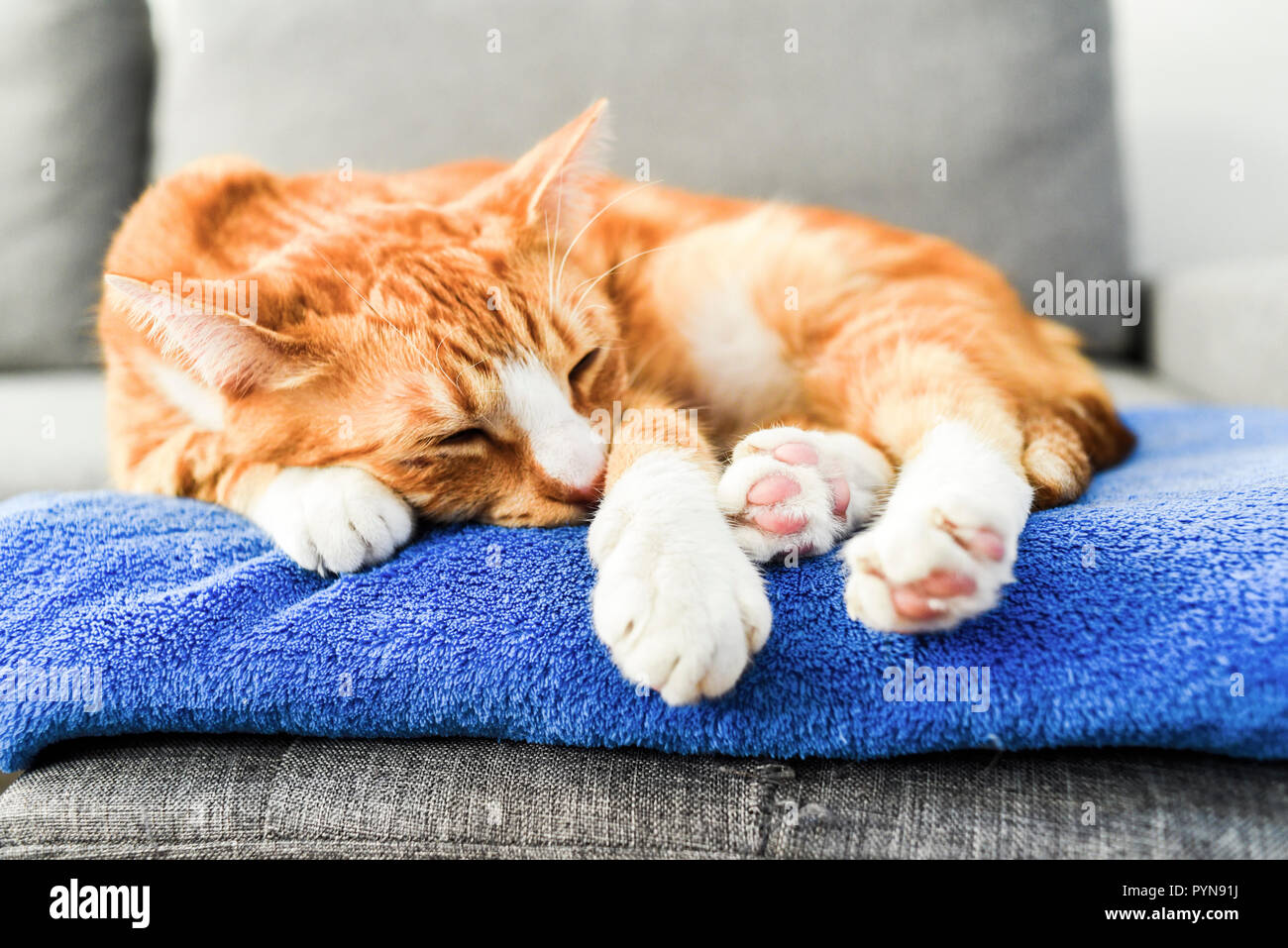A beautiful red cat lying down and relaxing at home Stock Photo Alamy