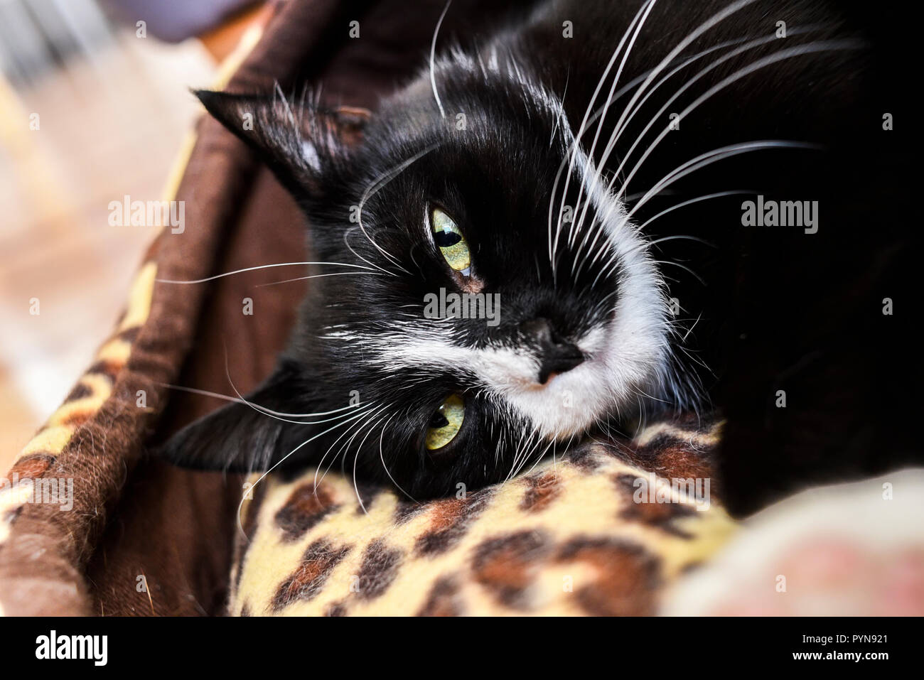 Cute cat looking angry with green eyes sitting on table. Maine c - Stock  Image - Everypixel