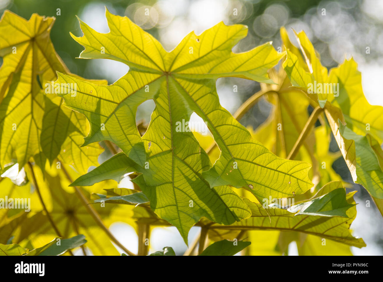 The green leaf which look like papaya leaf but it is not Stock Photo