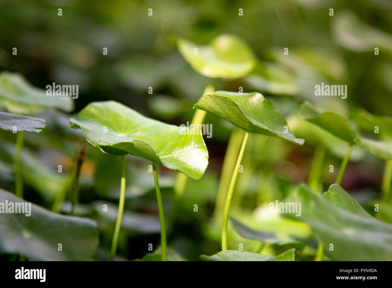 Land lotus hires stock photography and images Alamy
