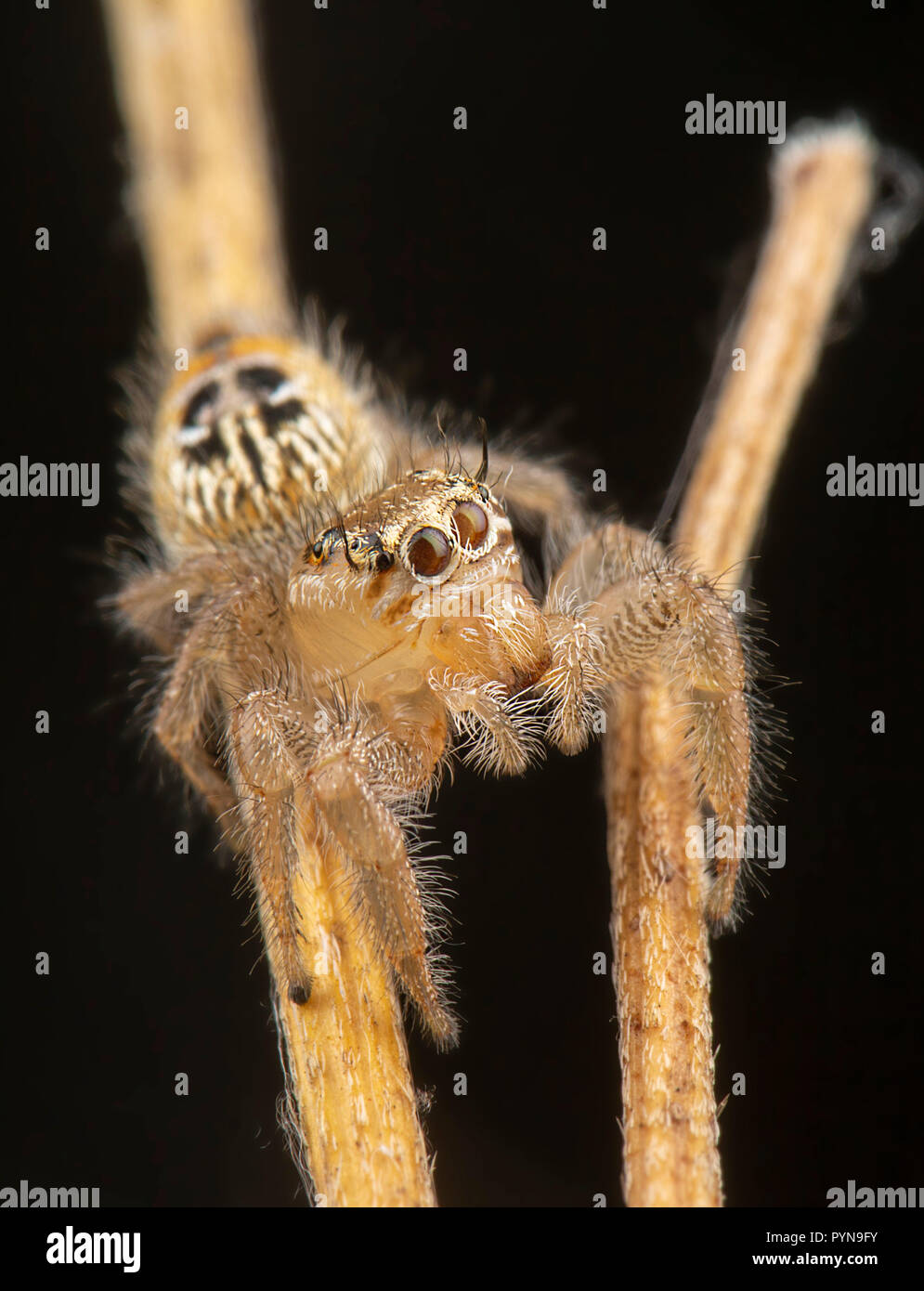 Beautiful photo of Salticidae spider Stock Photo