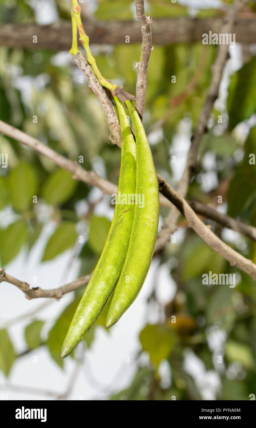 Long, green seed pods of Trumpet Vine hanging down in fall Stock Photo