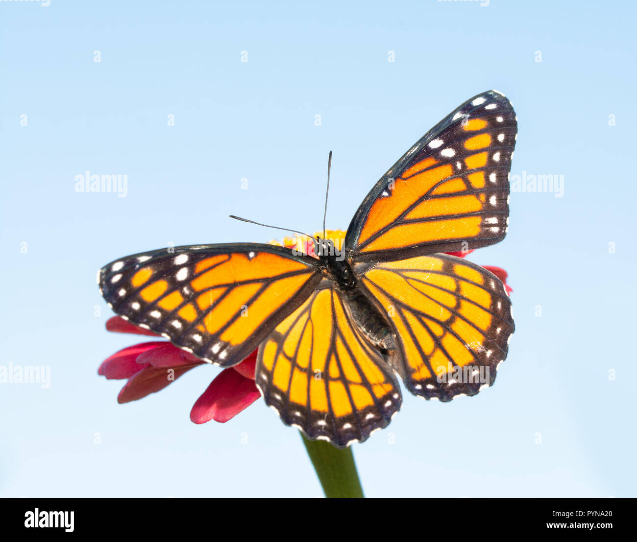 Orange and black Viceroy butterfly on a pink Zinnia warming up in morning sun Stock Photo