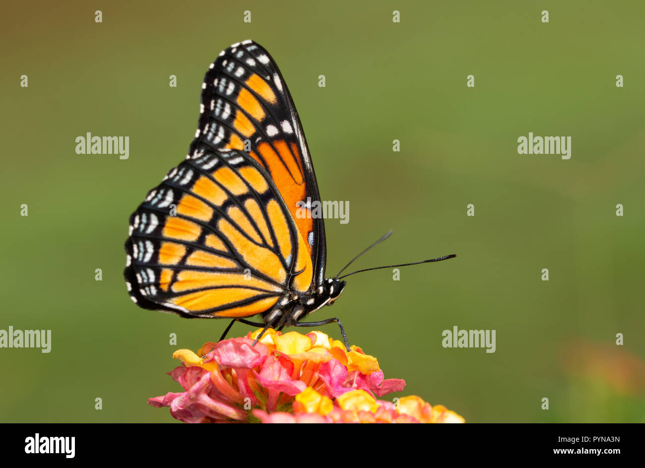 Ventral view of a brilliant Viceroy butterfly on colorful Lantana flower against green background Stock Photo