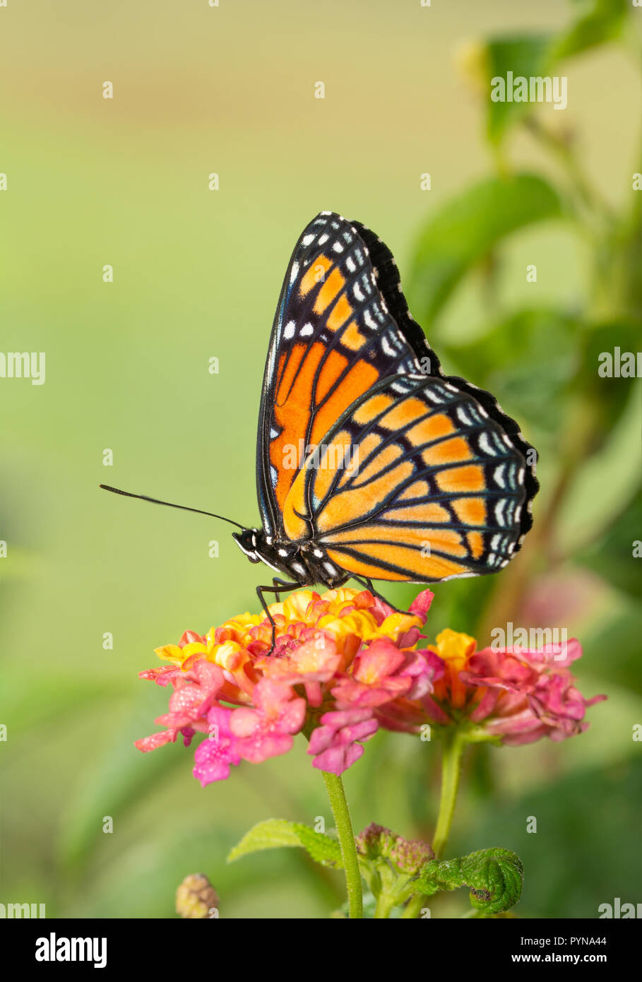 Beautiful Viceroy butterfly resting on top of a colorful Lantana flower Stock Photo