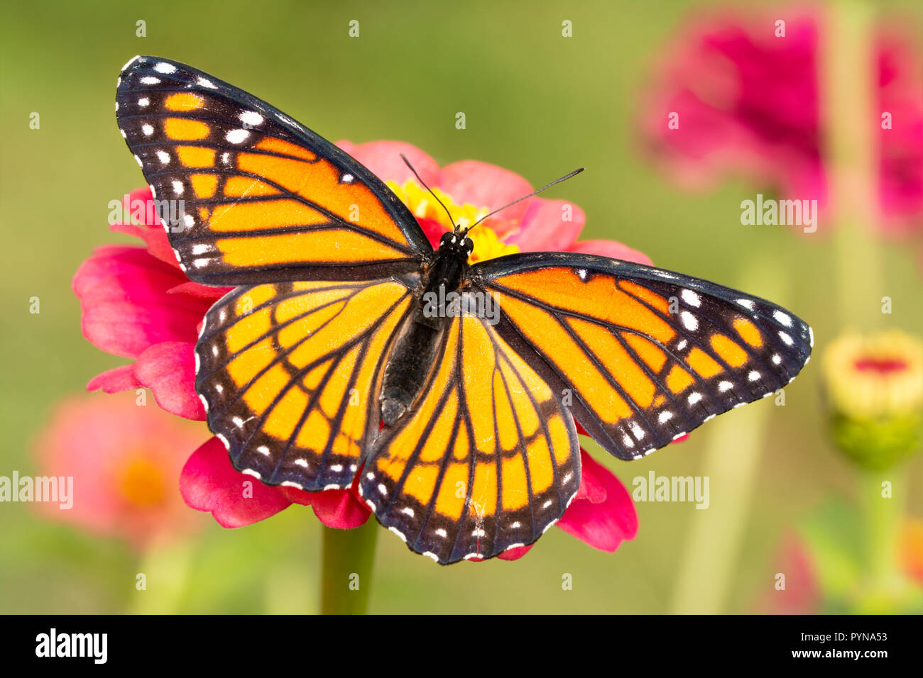 beautiful Viceroy butterfly on a hot pink Zinnia flower in a fall garden Stock Photo
