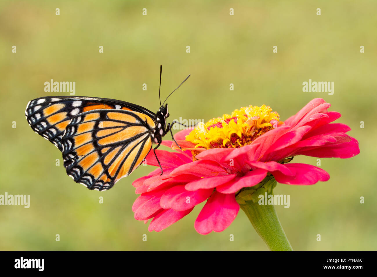 Ventral view of a stunningly beautiful Viceroy butterfly on a hot pink Zinnia flower, with green background Stock Photo