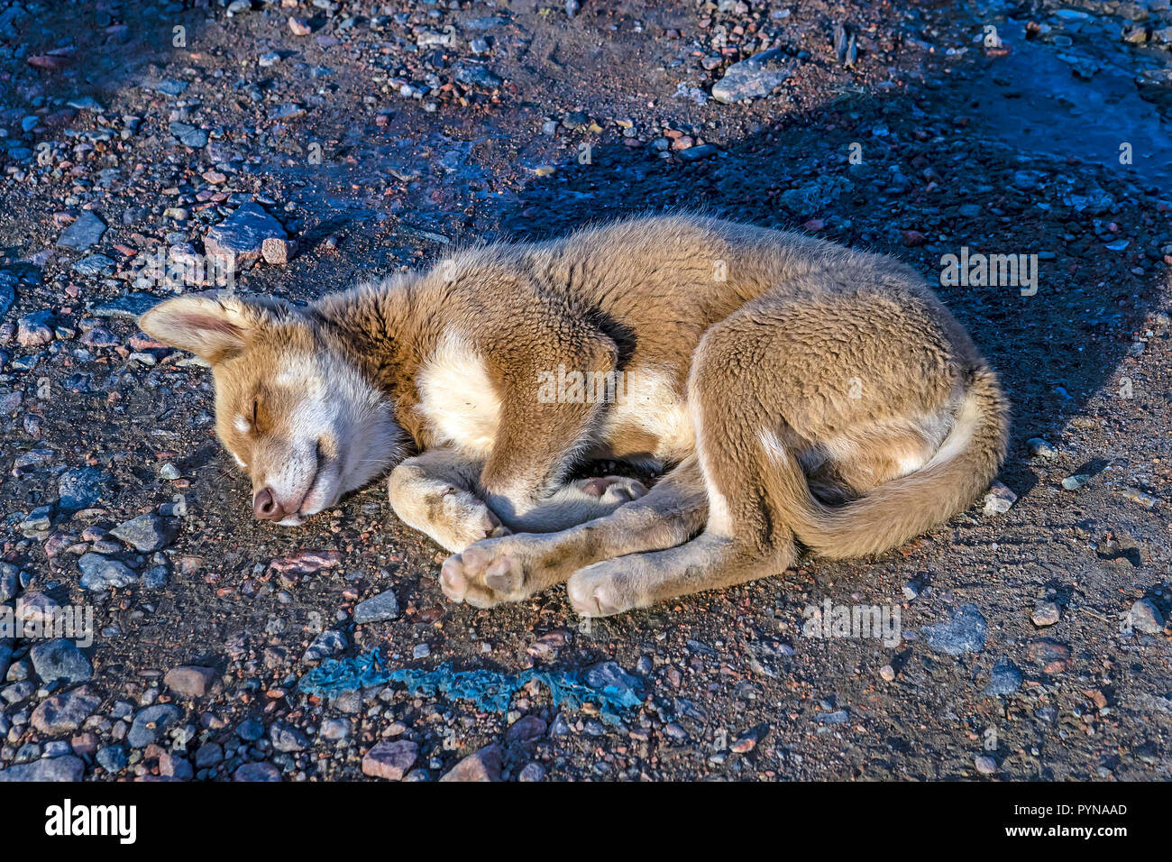 Schlafender Grönlandhund an der Küste von Grönland, Nordpolarmeer, Arktis | Sleepingt dog at coast, North polar ocean, coast at Greenland, Arctic Stock Photo