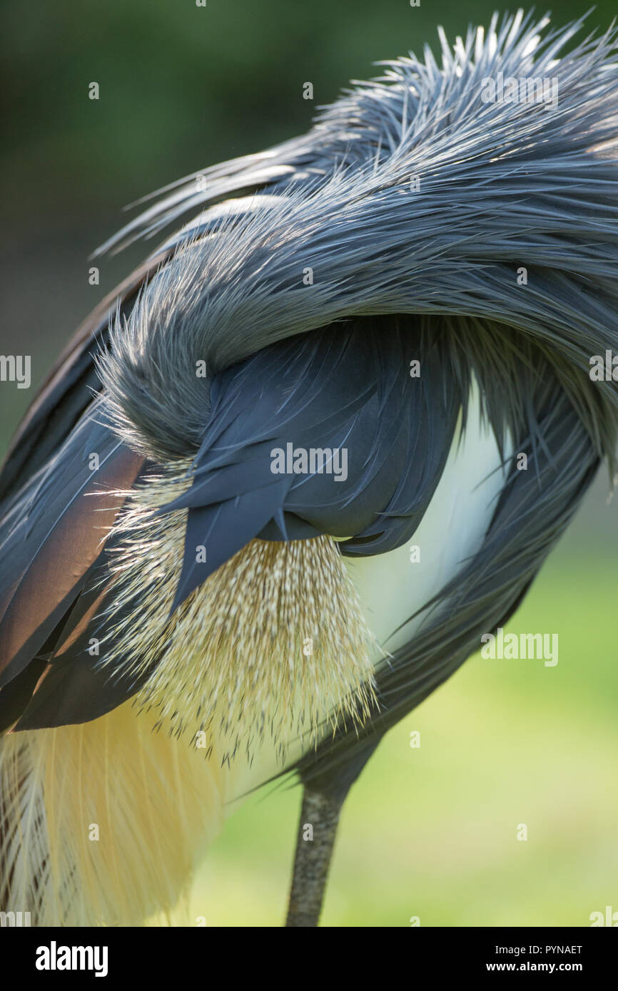 Black Crowned Crane (Balearica p. pavonina). Preening. Feather, plumage care and maintenance. Stock Photo