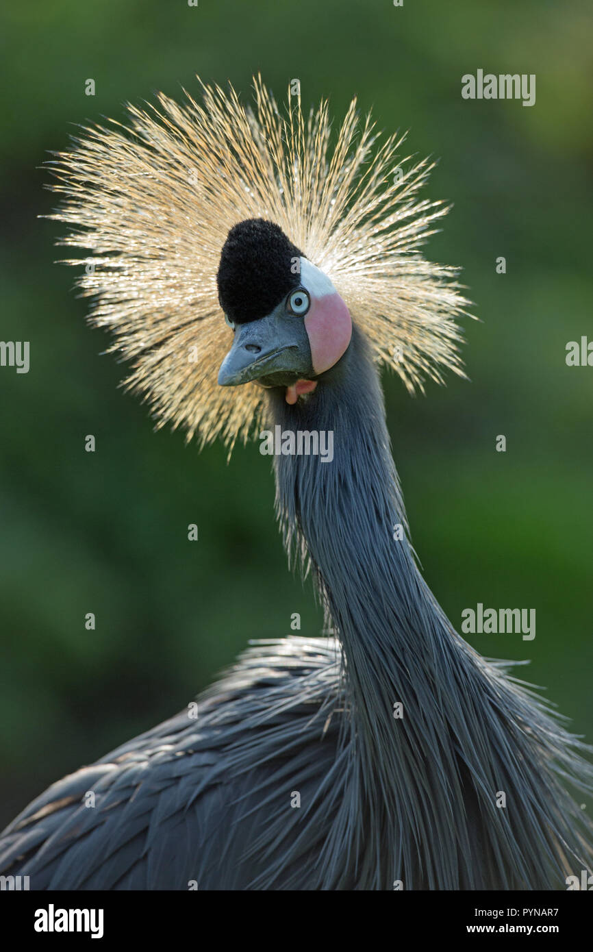 Black, Black-necked or West African Crowned Crane (Balearica p. pavonina). Head and upper neck. Facial details including the shaped bill, white over red coloured cheek patches Stock Photo