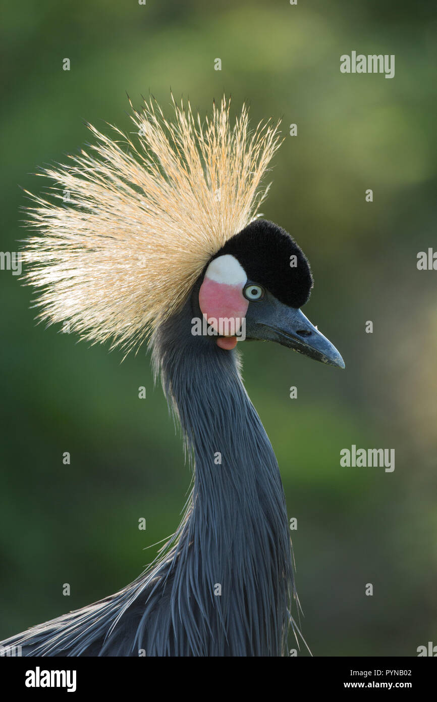 Black, Black-necked or West African Crowned Crane (Balearica p. pavonina). Head and upper neck. Facial details including the shaped bill, white over red coloured cheek patches Stock Photo