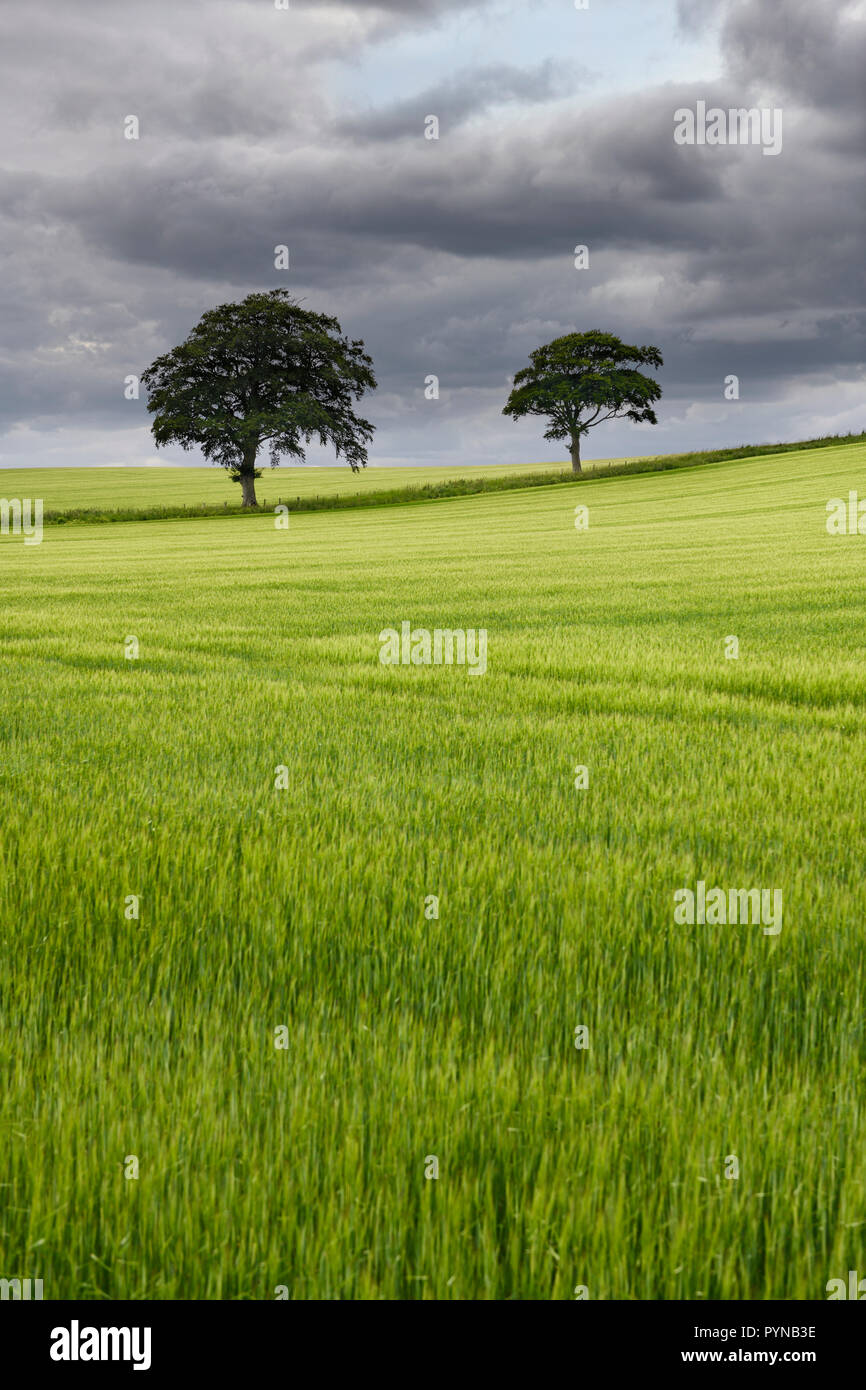 Dark clouds over rolling field of unripe green wheat crop with two trees on Highway B6460 near Duns Scottish Borders Scotland UK Stock Photo