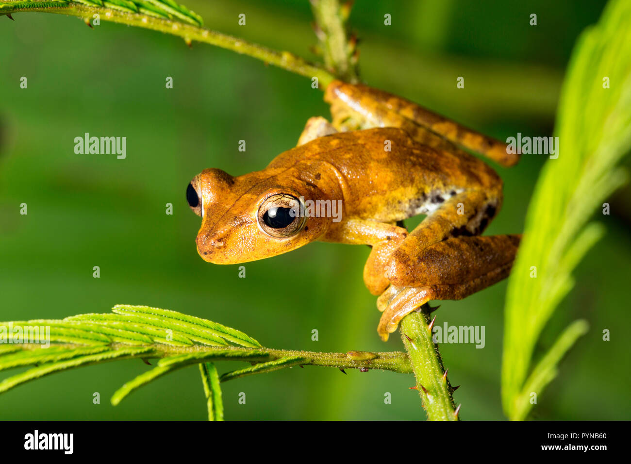 A tree frog photographed in the jungles of Suriname near Bakhuis. Suriname is noted for its unspoiled rainforests and biodiversity with a huge range o Stock Photo