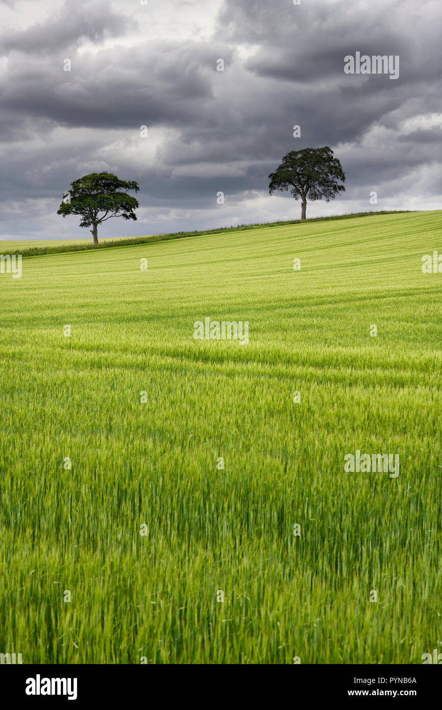Dark clouds over rolling field of green wheat crop with two trees on Highway B6460 near Duns Scottish Borders Scotland UK Stock Photo