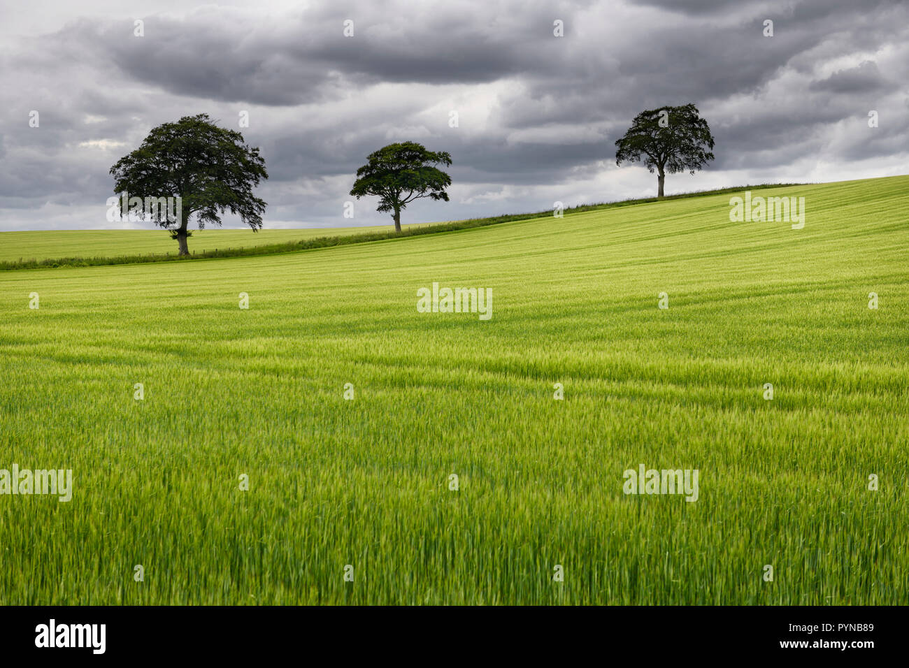 Rolling field of green wheat crop with three trees on Highway B6460 near Duns Scottish Borders Scotland UK Stock Photo