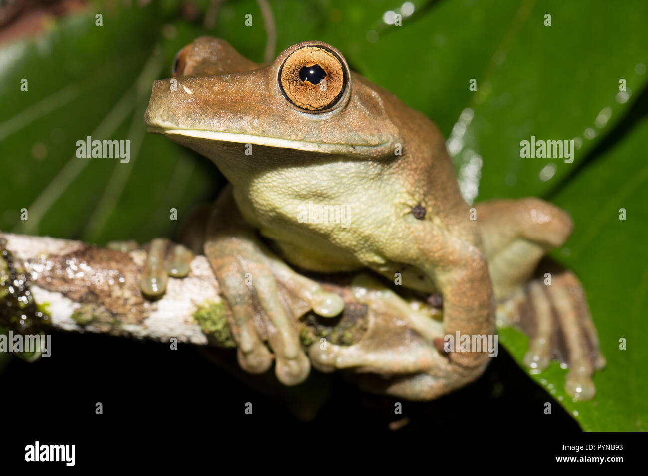 A tree frog photographed in the jungles of Suriname near Botapassie on the Suriname River. Suriname is noted for its unspoiled rainforests and biodive Stock Photo