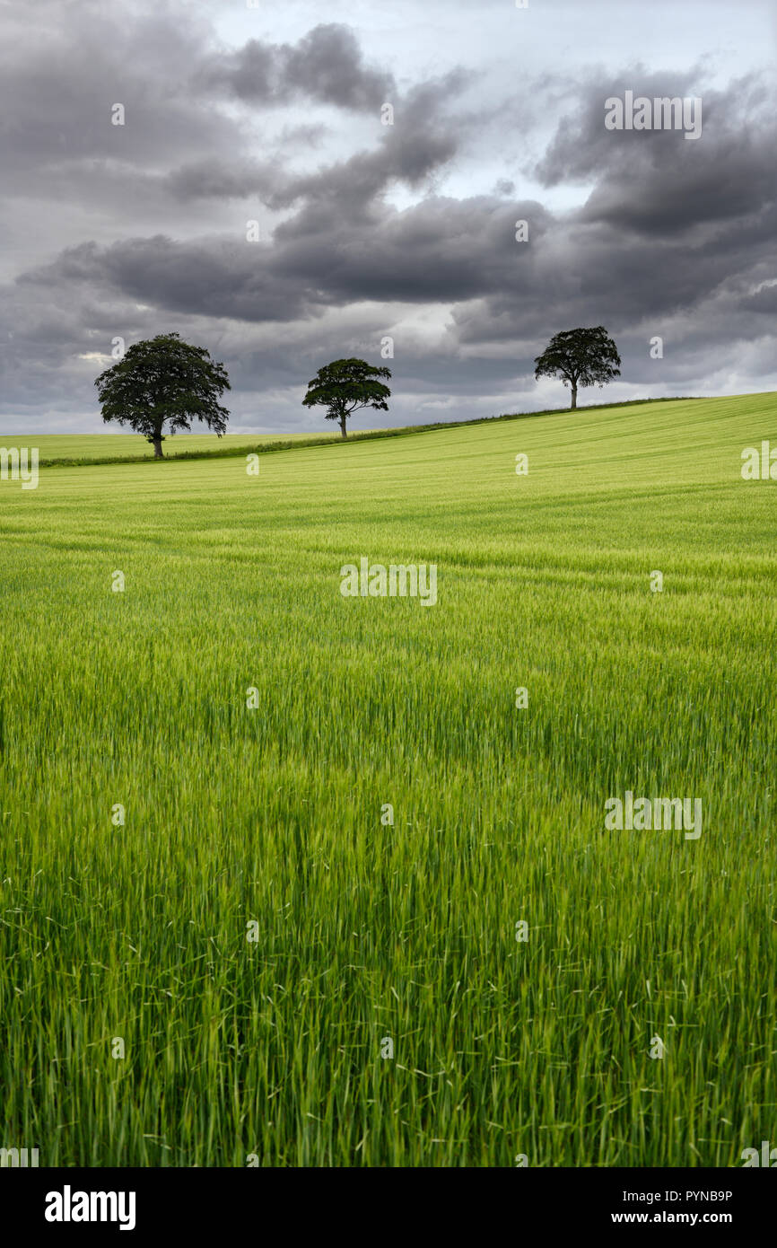 Dark clouds over rolling field of green wheat crop with three trees on Highway B6460 near Duns Scottish Borders Scotland UK Stock Photo