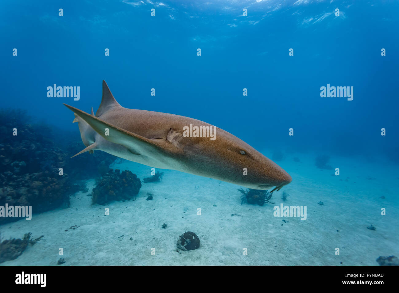 Brown nurse shark Ginglymostoma cirratum, patrolling coral reef Stock Photo