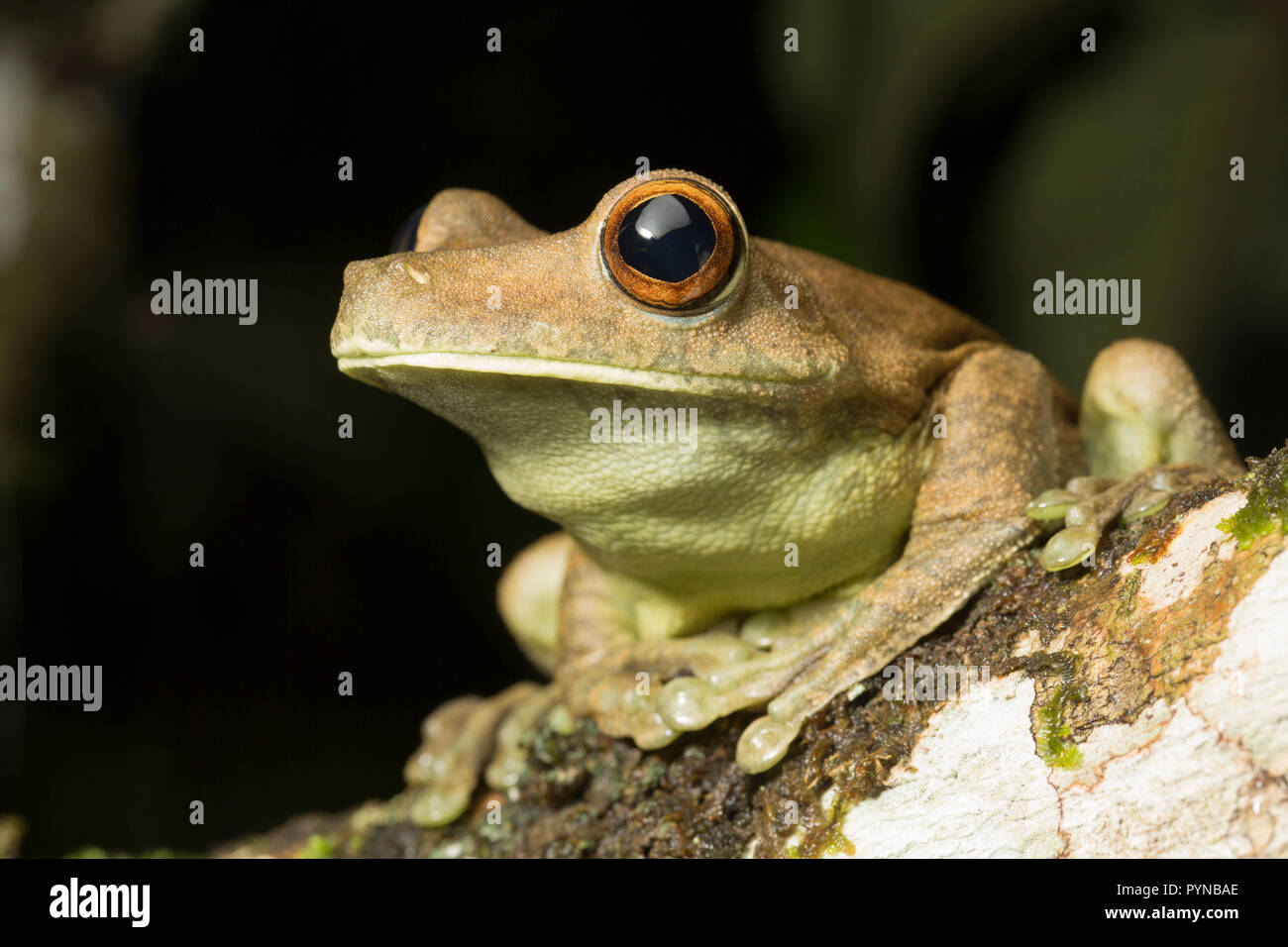 A tree frog photographed in the jungles of Suriname near Botapassie on the Suriname River. Suriname is noted for its unspoiled rainforests and biodive Stock Photo