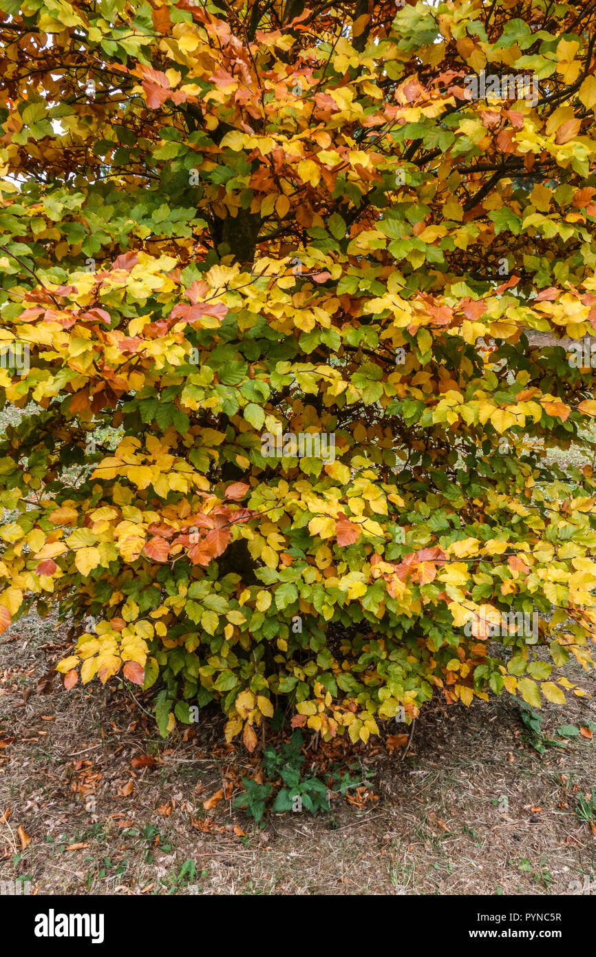 European Beech, Fagus sylvatica 'Franken', autumn leaves Stock Photo