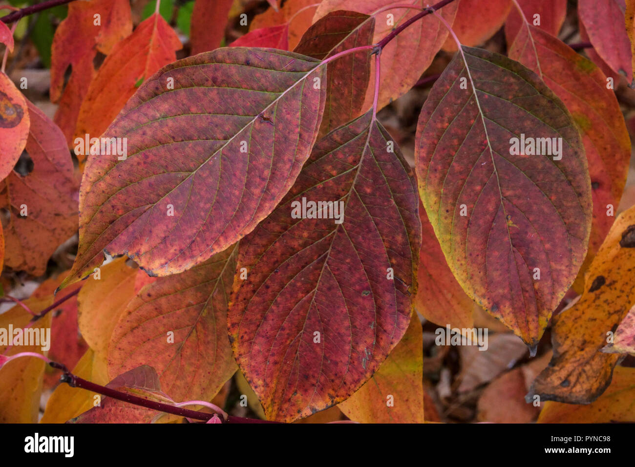 Tatarian Dogwood, Cornus alba 'Sibirica', autumn leaves Stock Photo