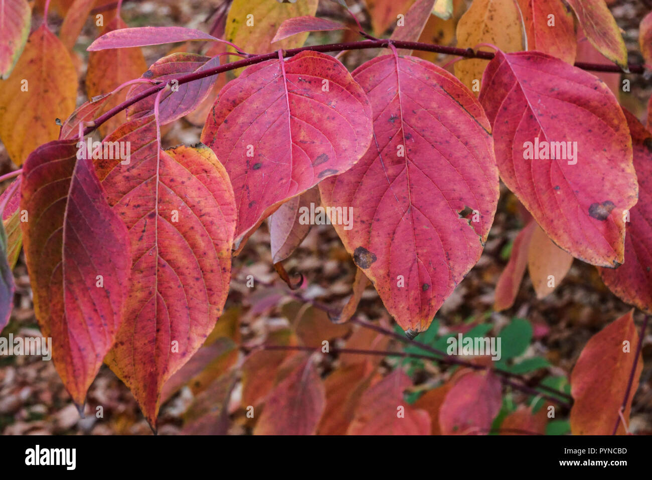 Tatarian Dogwood, Cornus alba 'Sibirica', autumn leaves Stock Photo