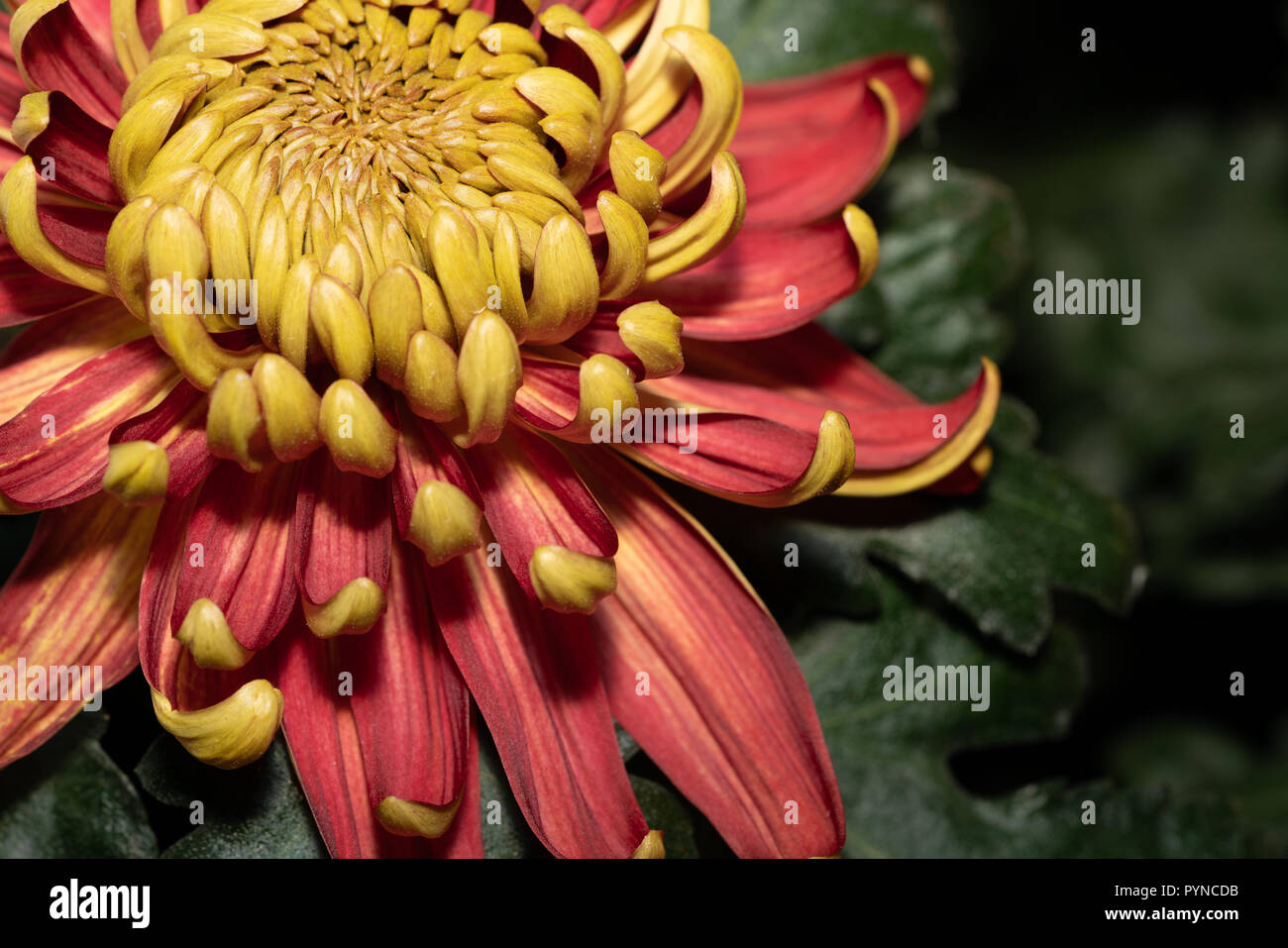 close up of an off center red and yellow incurve chrysanthemum Stock Photo