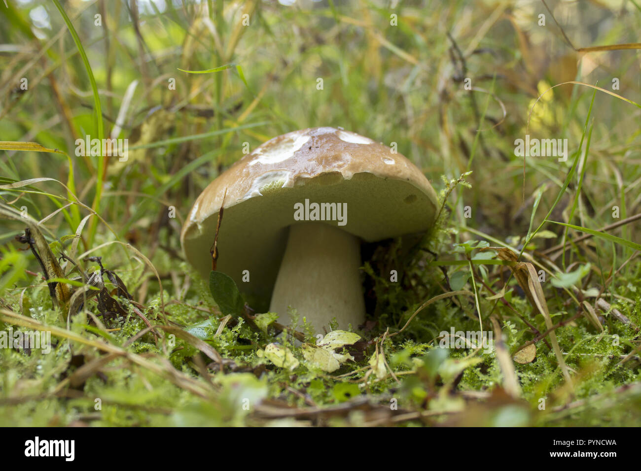 Right mushroom in the grass in the forest Stock Photo