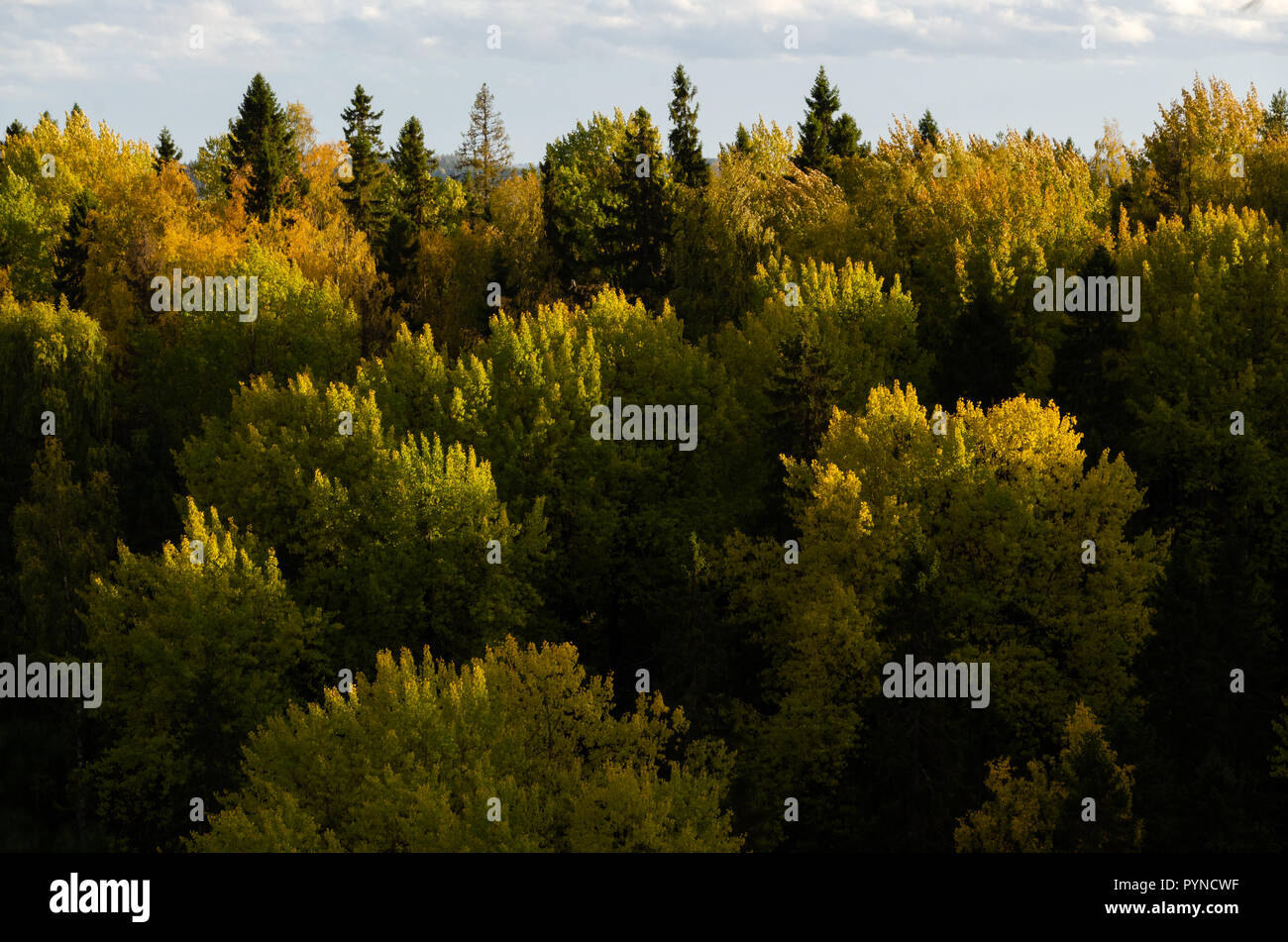 A broad view of glowing tree tops at sunset in the autumn Stock Photo